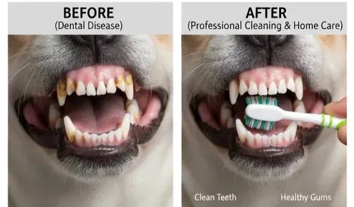Pet Dental Health: Critical Role of Oral Care for Pets
