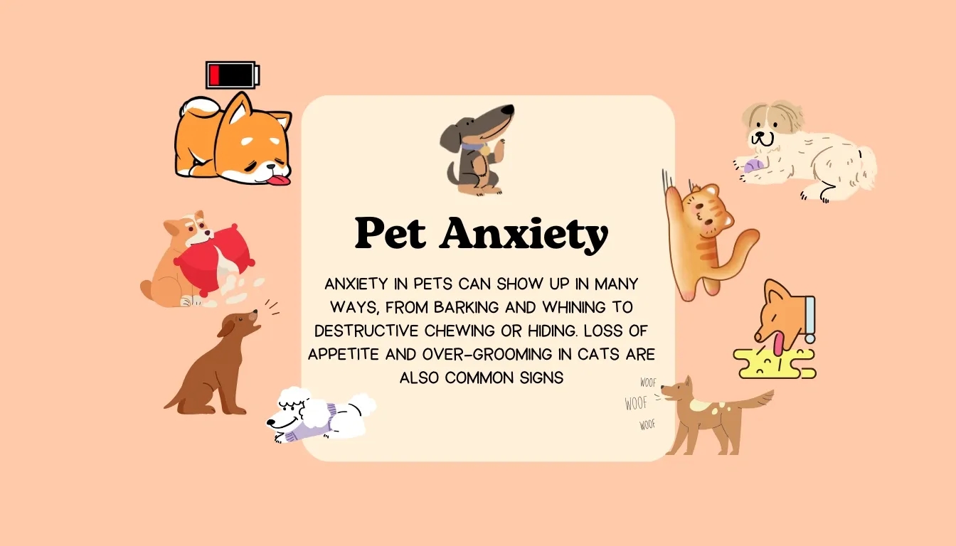 🐾  Understanding Pet Anxiety – How to Recognize and Help Your Companion